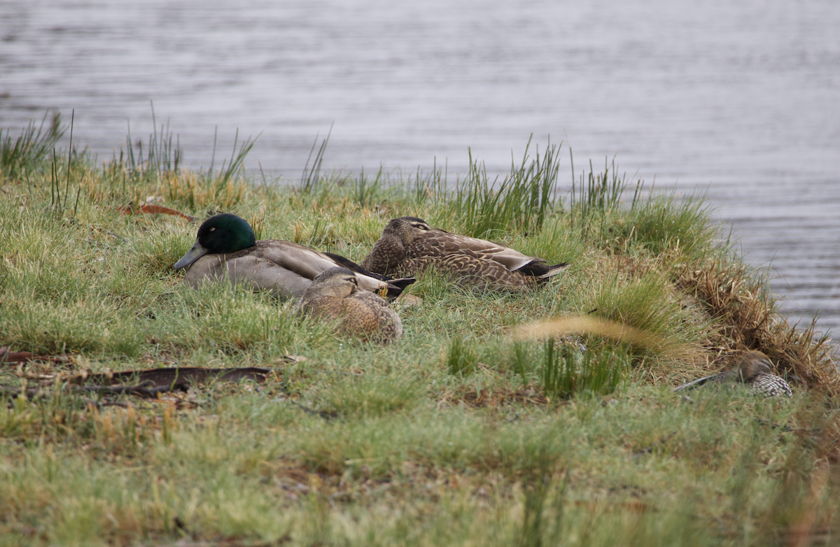 Mallard (Domestic type) - ML610267861