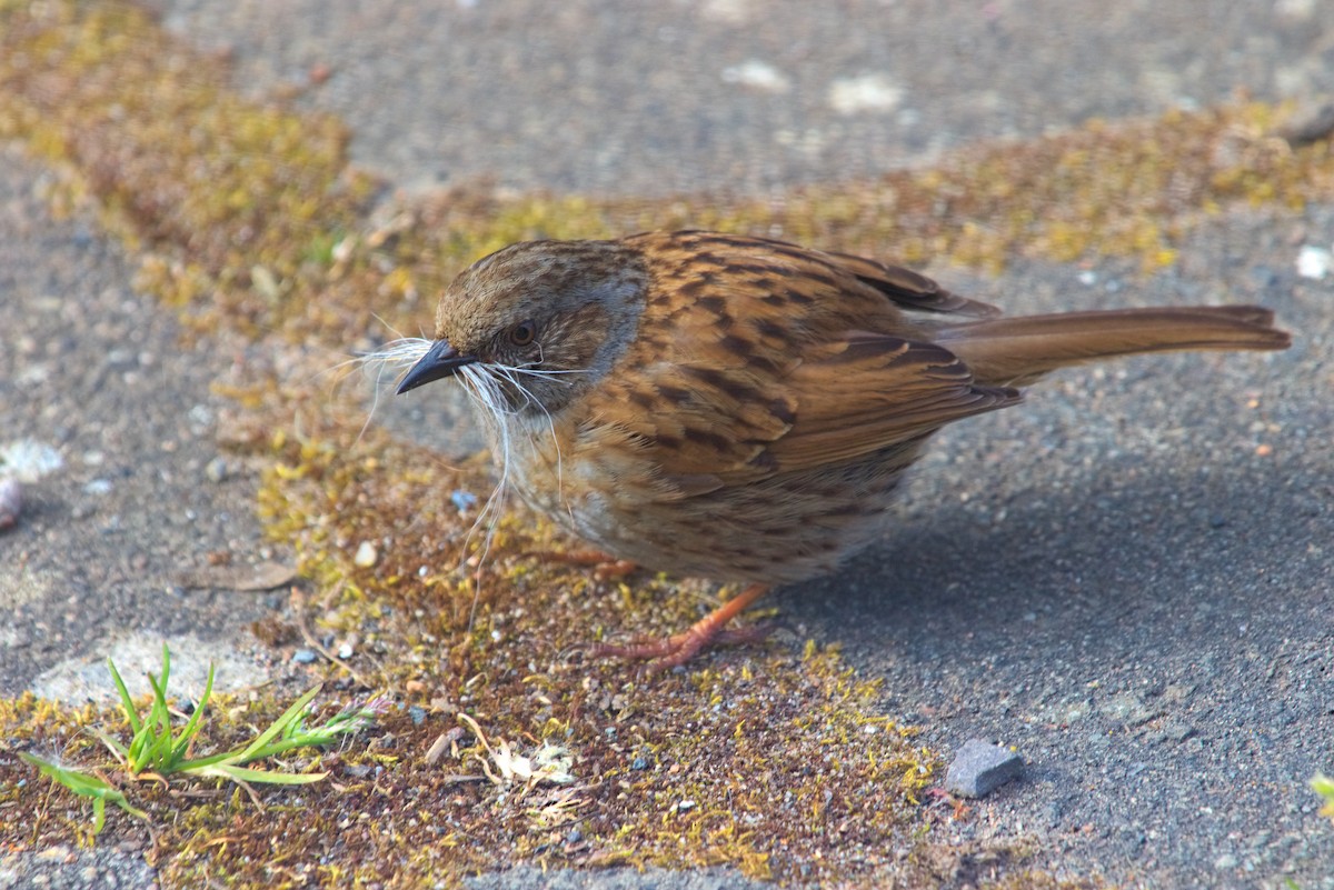Dunnock - ML610267886