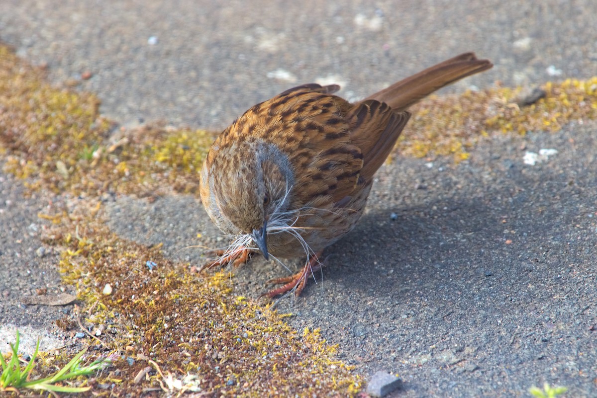 Dunnock - ML610267887