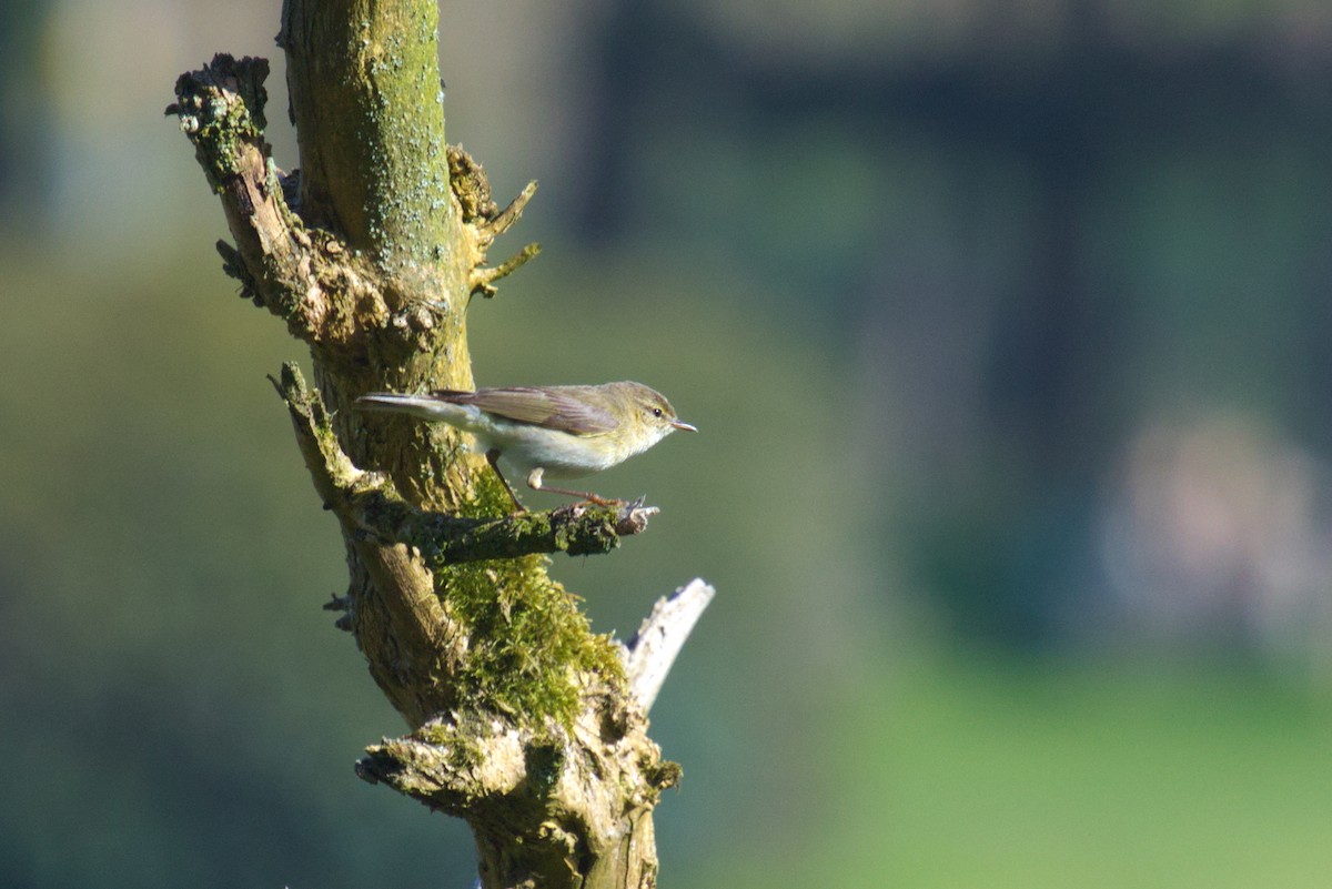 Willow Warbler - ML610267946