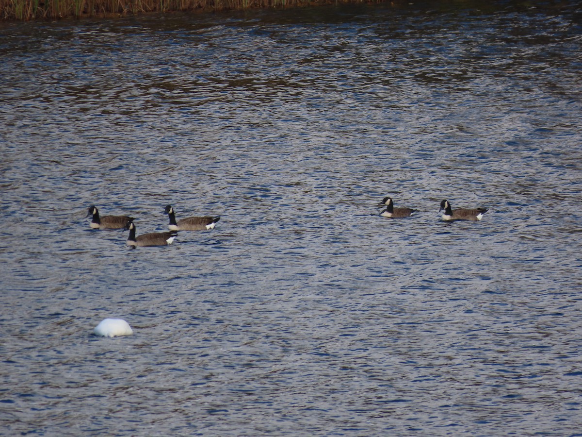 Canada Goose - ML610267950