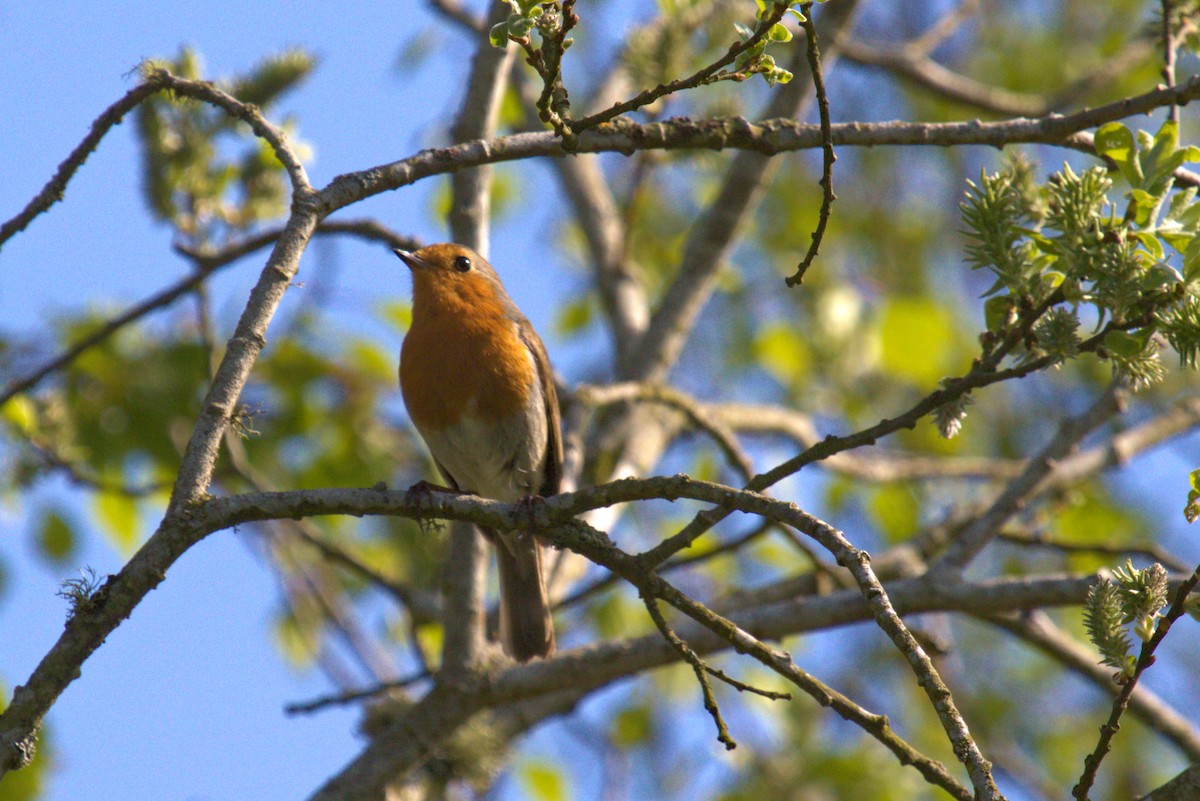European Robin - ML610267958