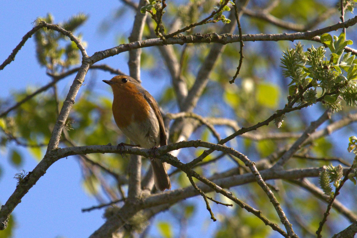 European Robin - ML610267959