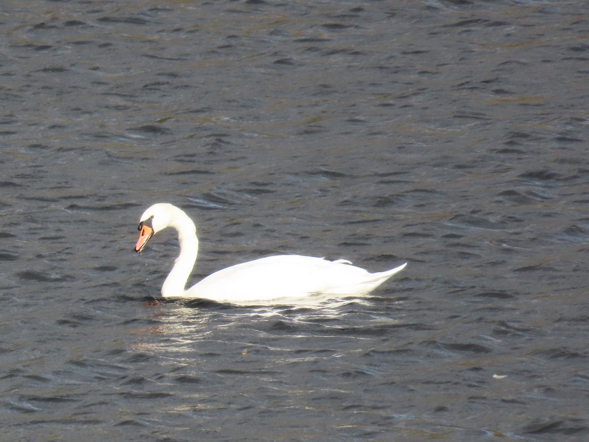 Mute Swan - ML610267965