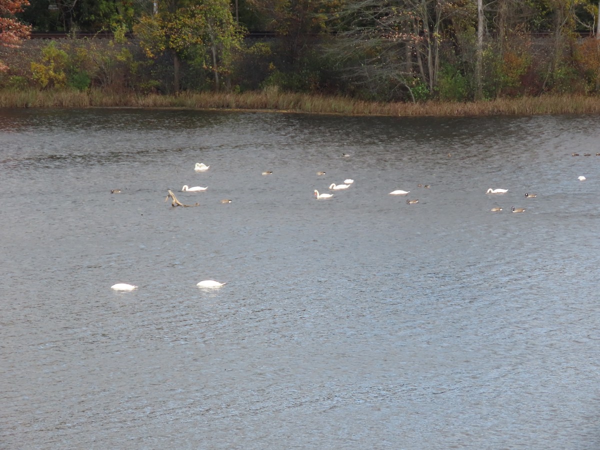 Mute Swan - ML610267966