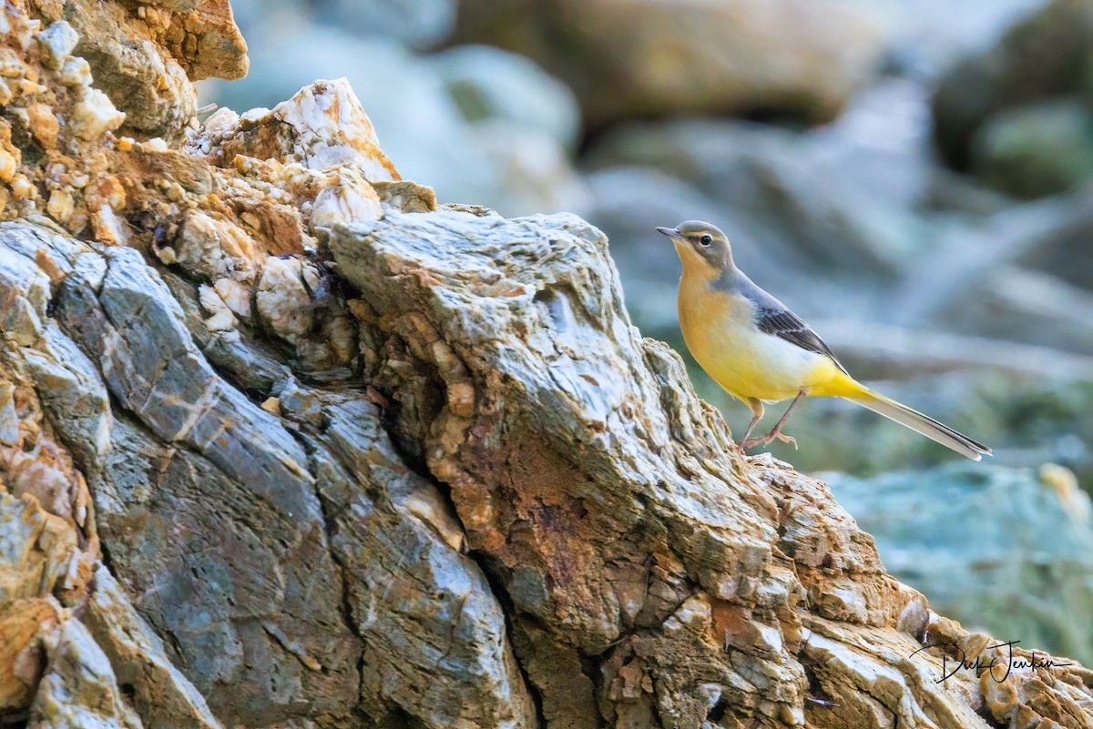 Gray Wagtail - ML610267972