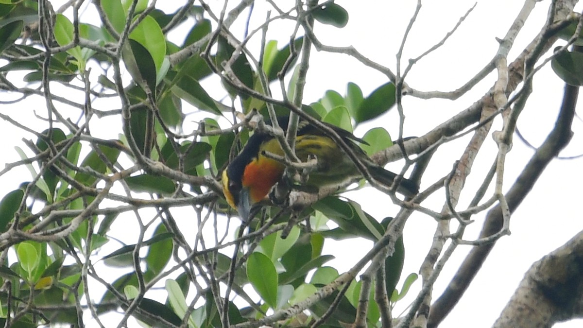 Gilded Barbet - ML610267981