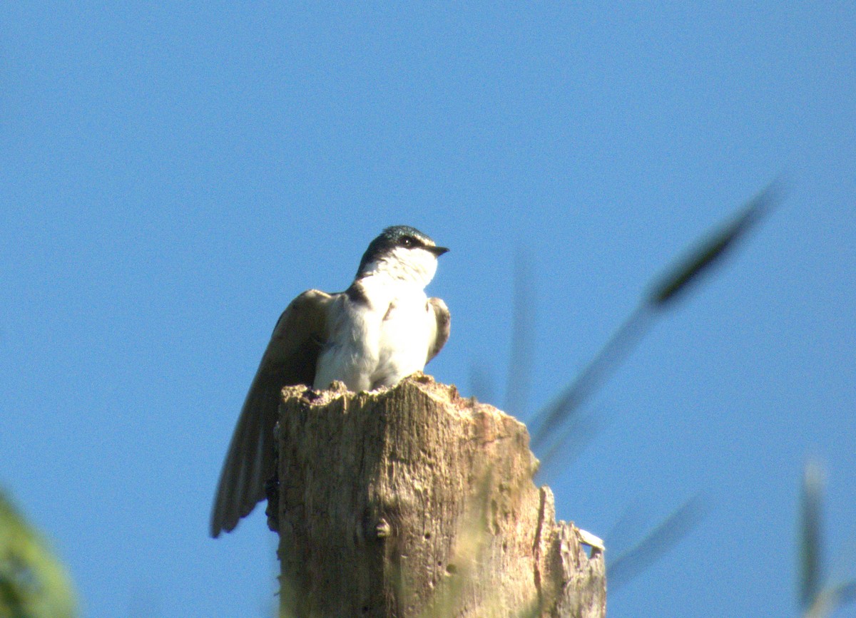 White-rumped Swallow - ML610268001