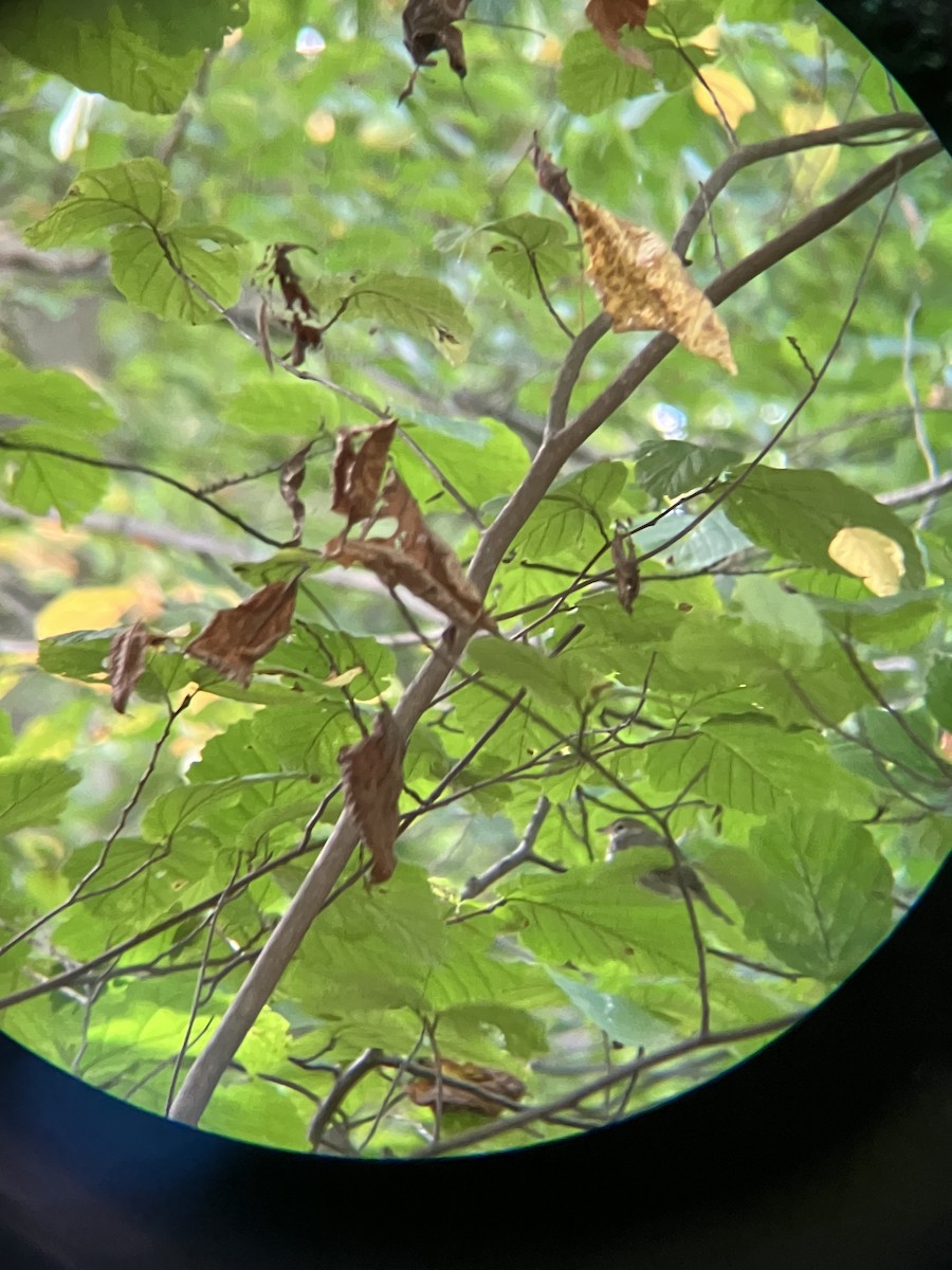 Ovenbird - ML610268028