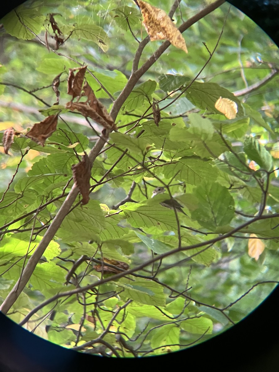 Ovenbird - ML610268029