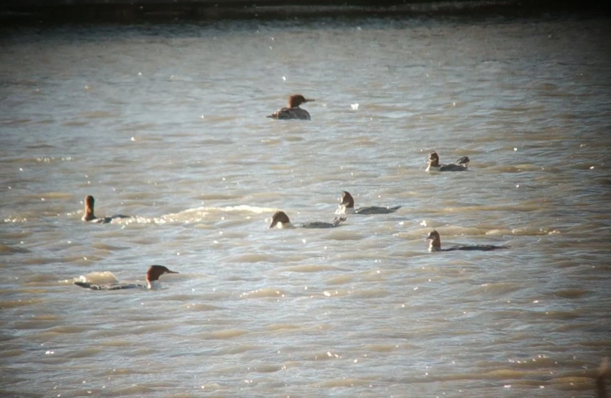 Common Merganser - ML610268130