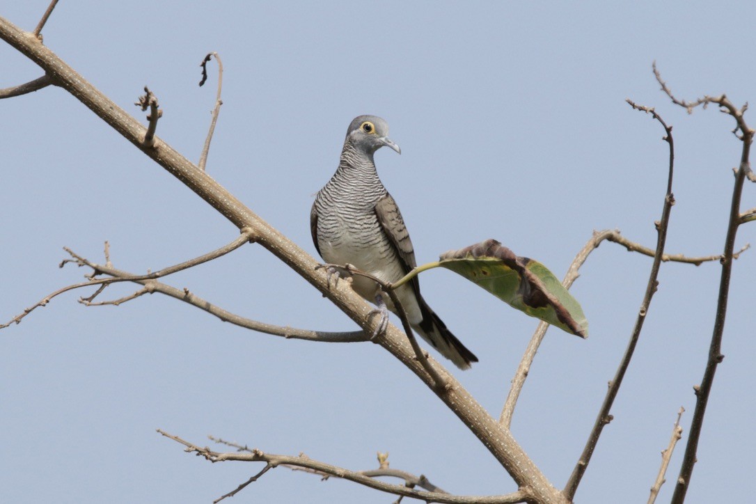 Barred Dove - ML610268166