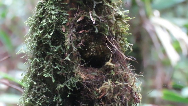 Snowy-browed Flycatcher - ML610268300