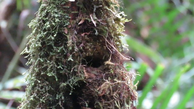 Snowy-browed Flycatcher - ML610268302