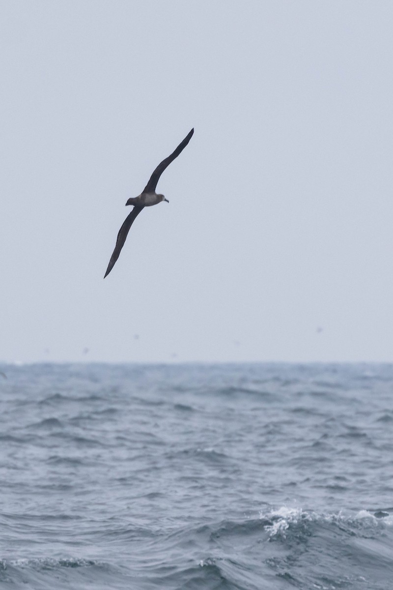 Black-footed Albatross - ML610268366
