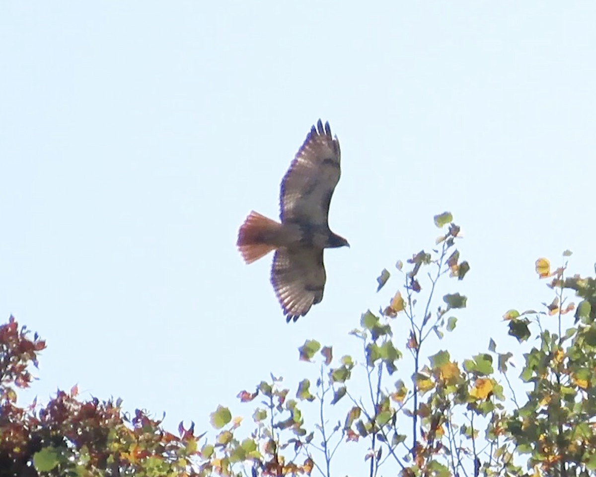 Red-tailed Hawk - Karen Hogan