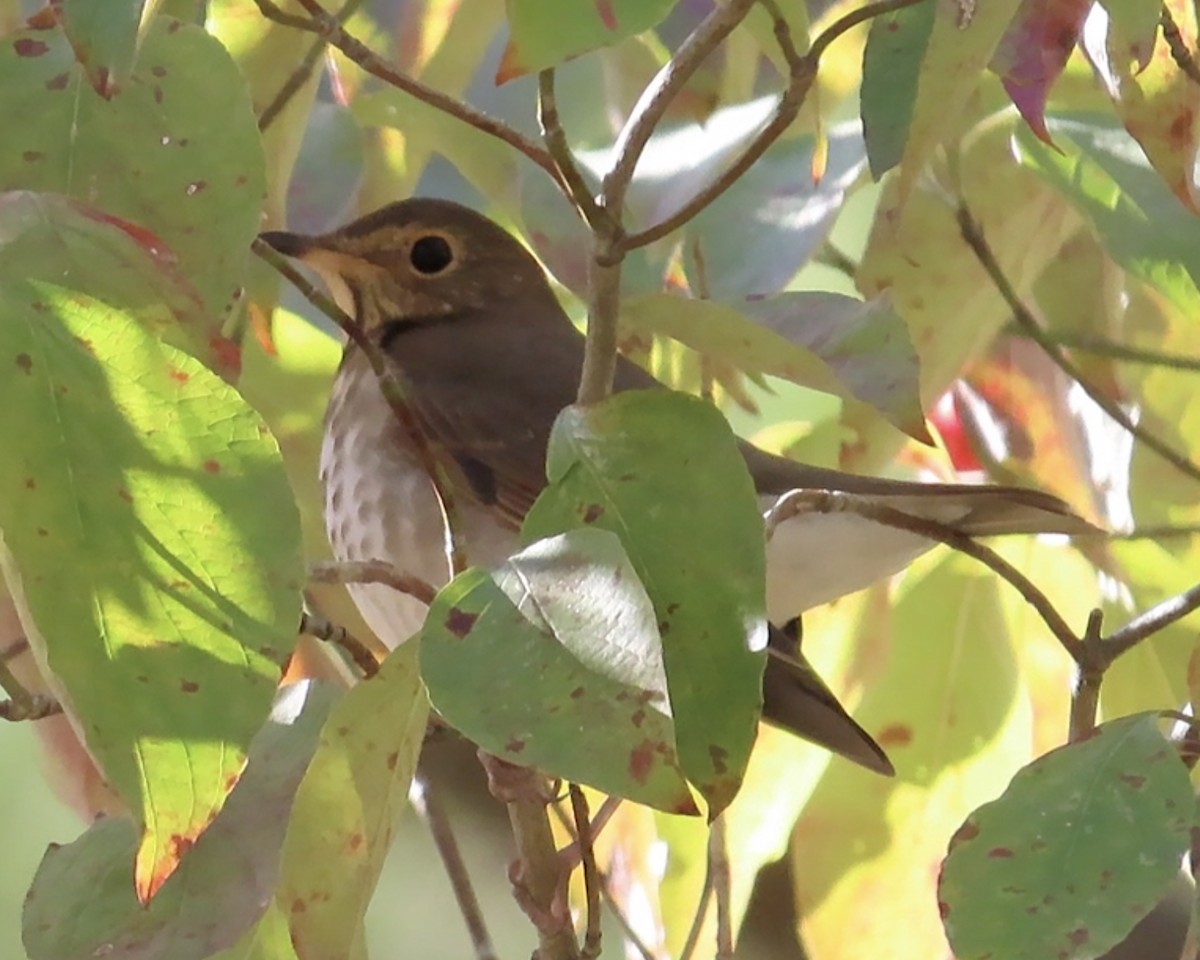 Swainson's Thrush - Karen Hogan