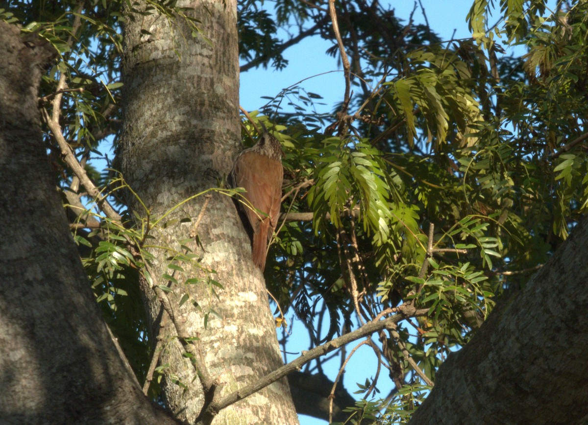 Narrow-billed Woodcreeper - ML610268458