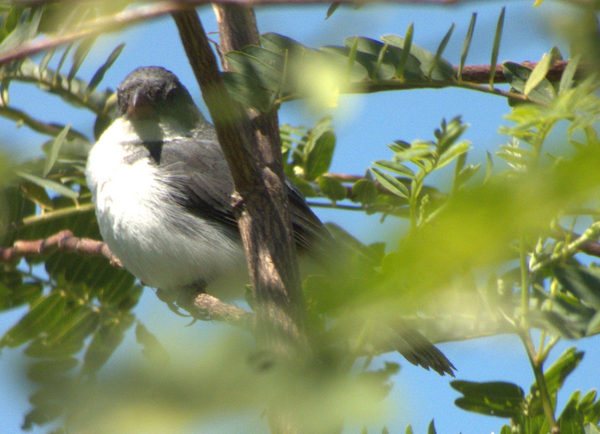 White-bellied Seedeater - ML610268506