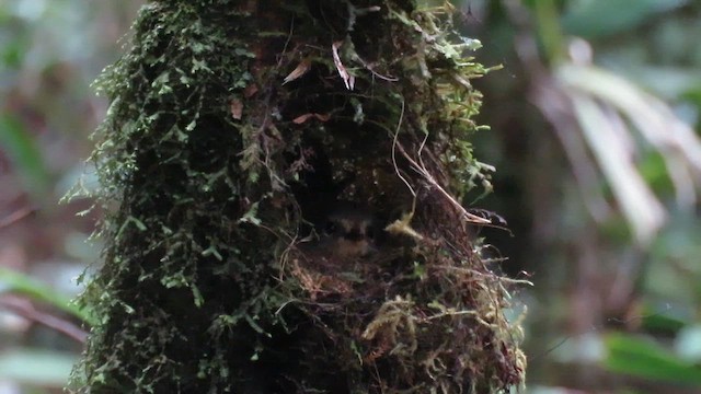 Snowy-browed Flycatcher - ML610268544