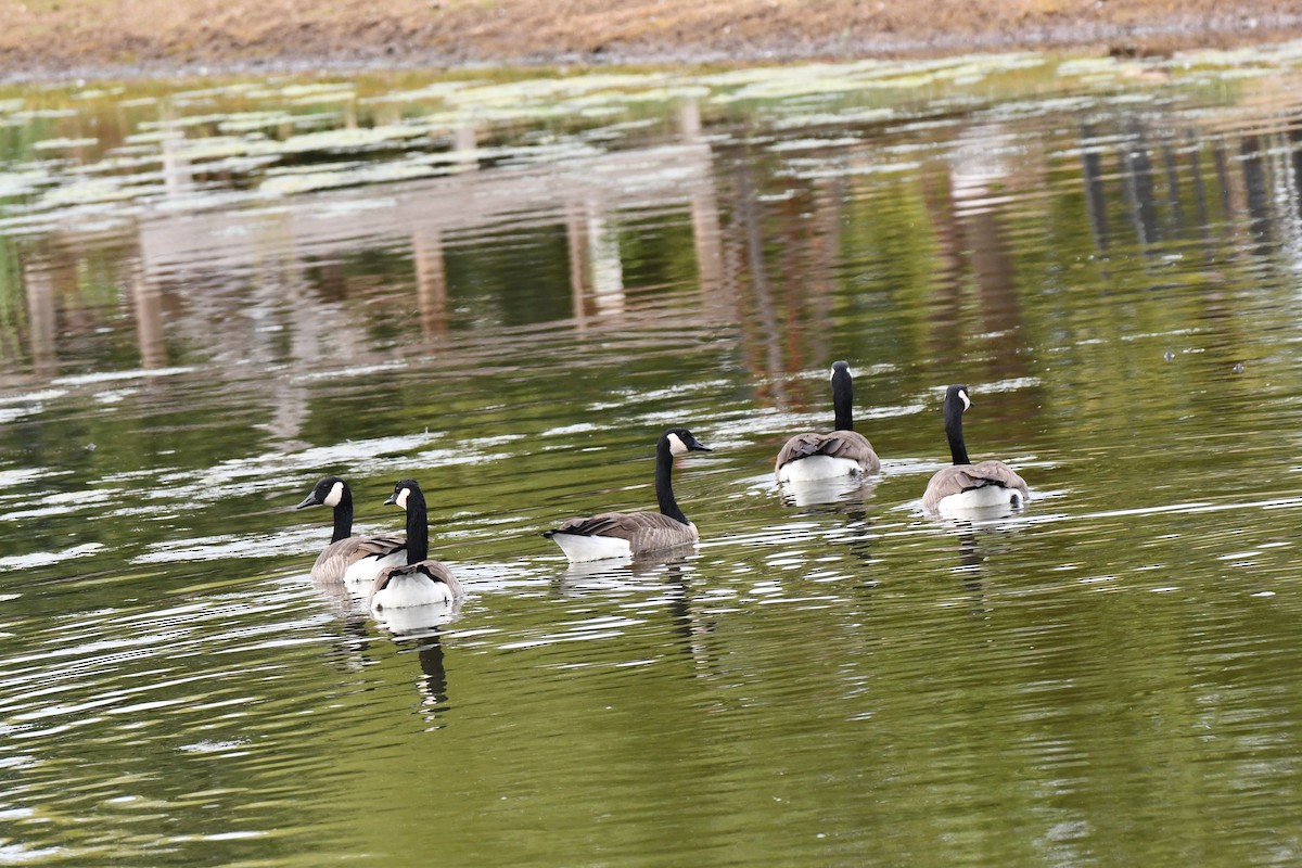 Canada Goose - Carmen Ricer