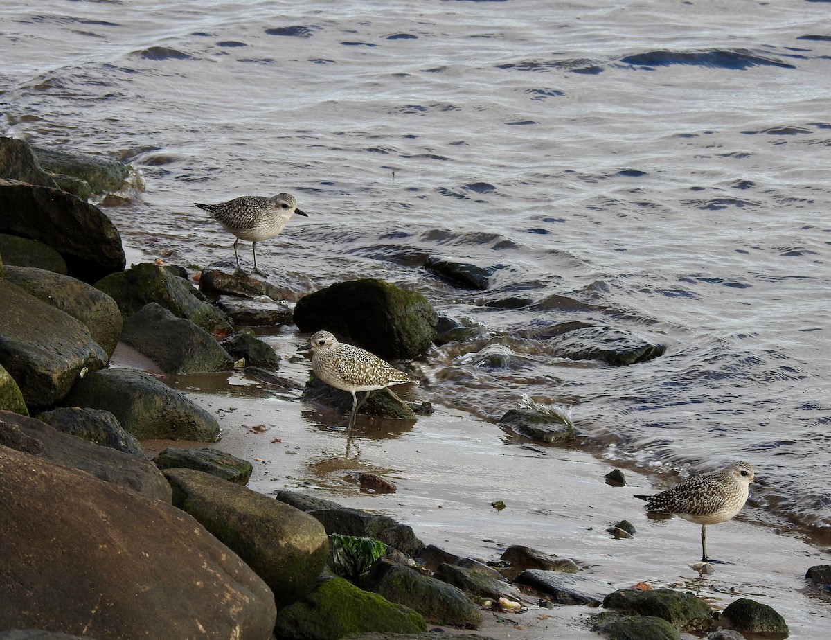 Black-bellied Plover - ML610268618