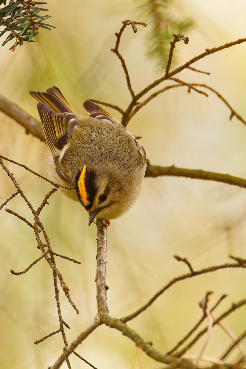 Golden-crowned Kinglet - ML610268654