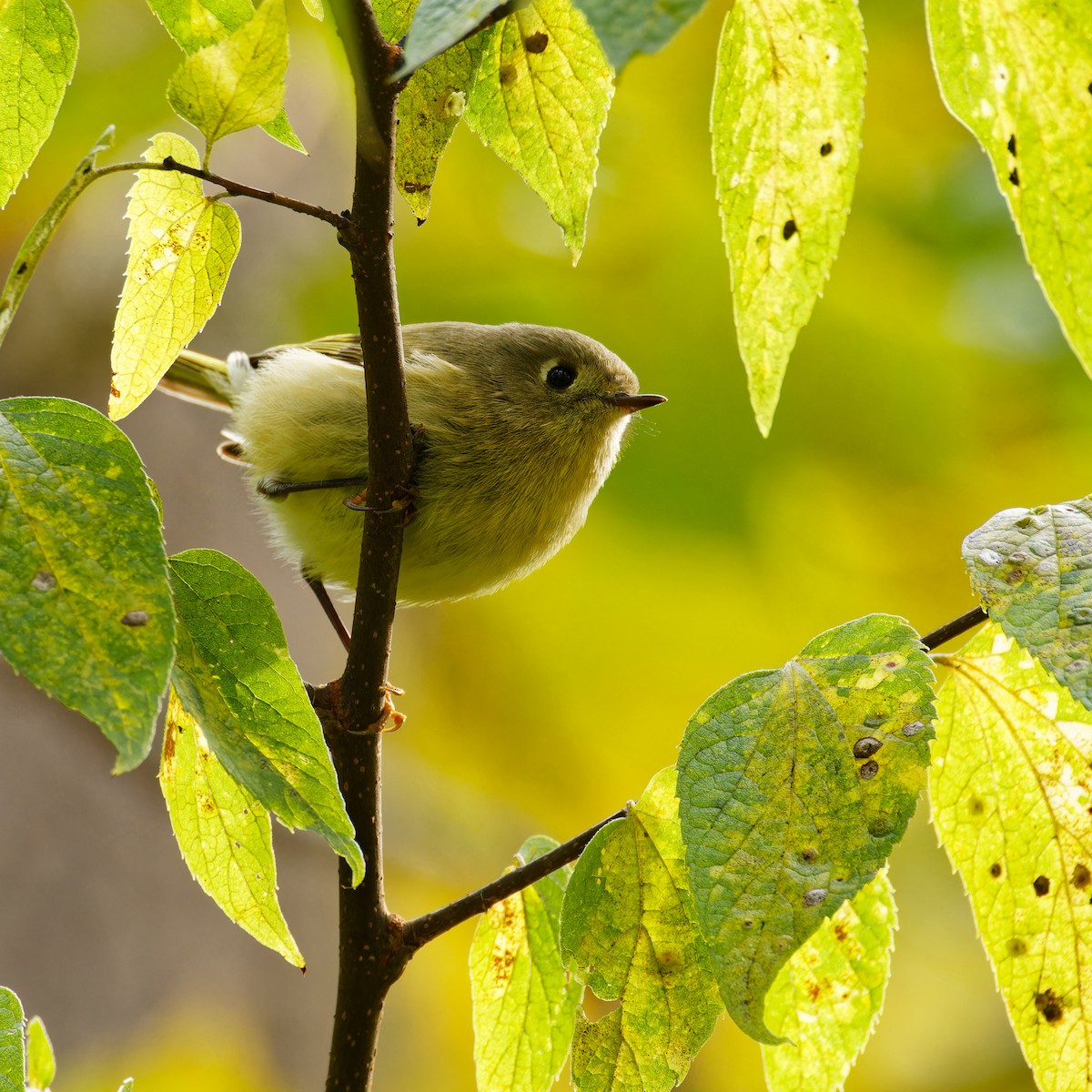 Ruby-crowned Kinglet - Ruogu Li