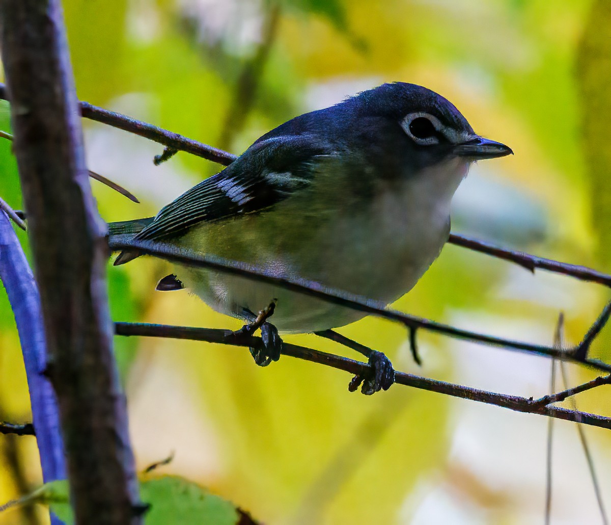 Blue-headed Vireo - ML610268703