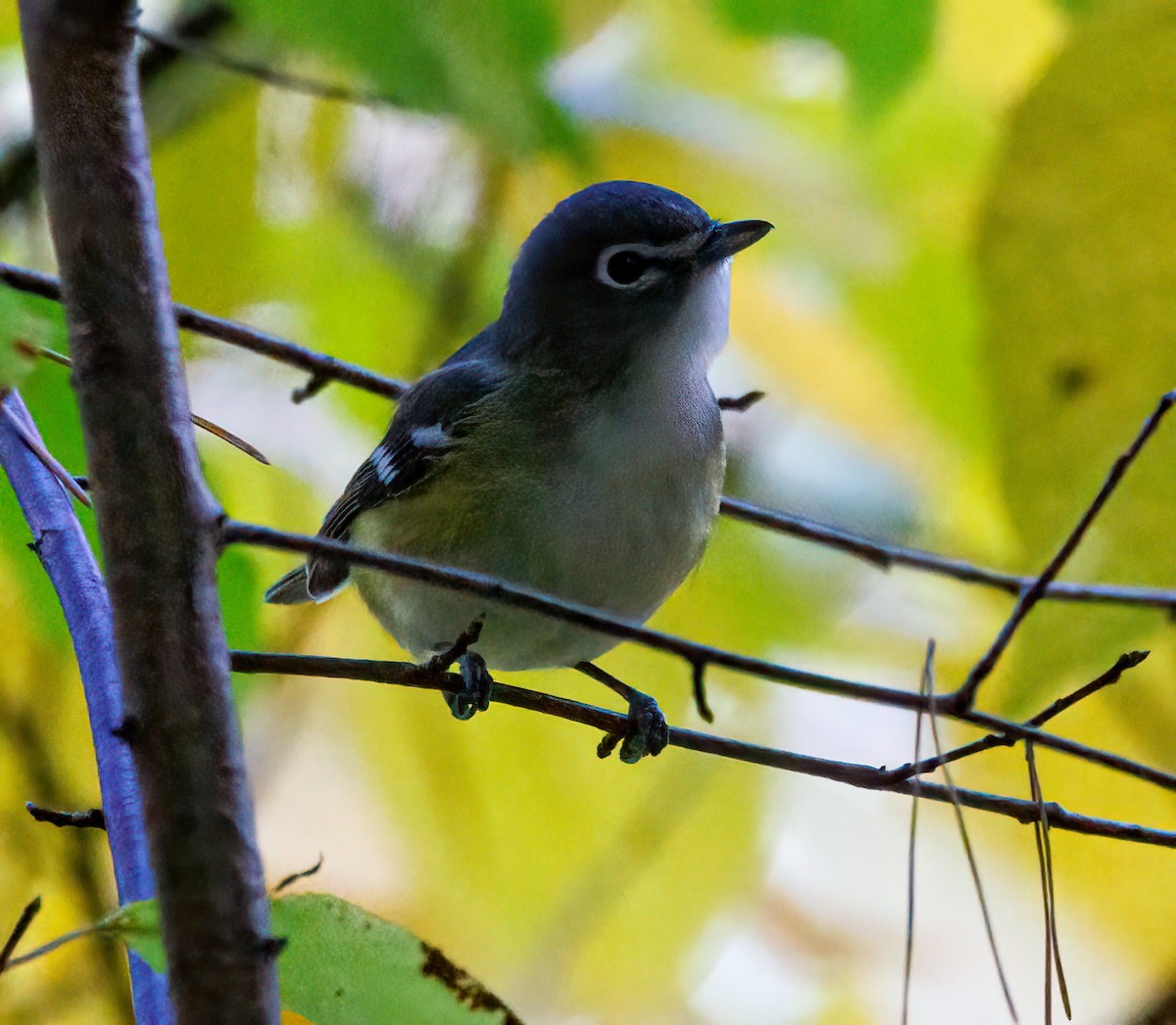 Blue-headed Vireo - ML610268706