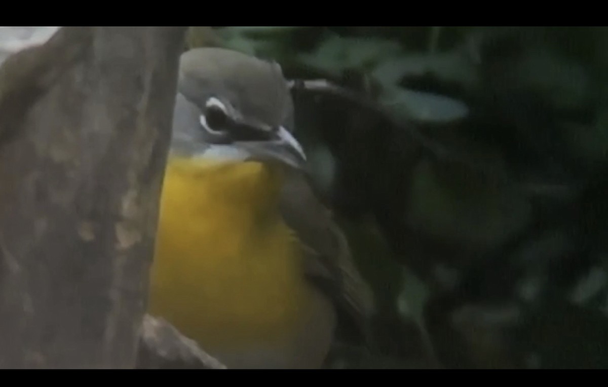 Yellow-breasted Chat - ML610268743