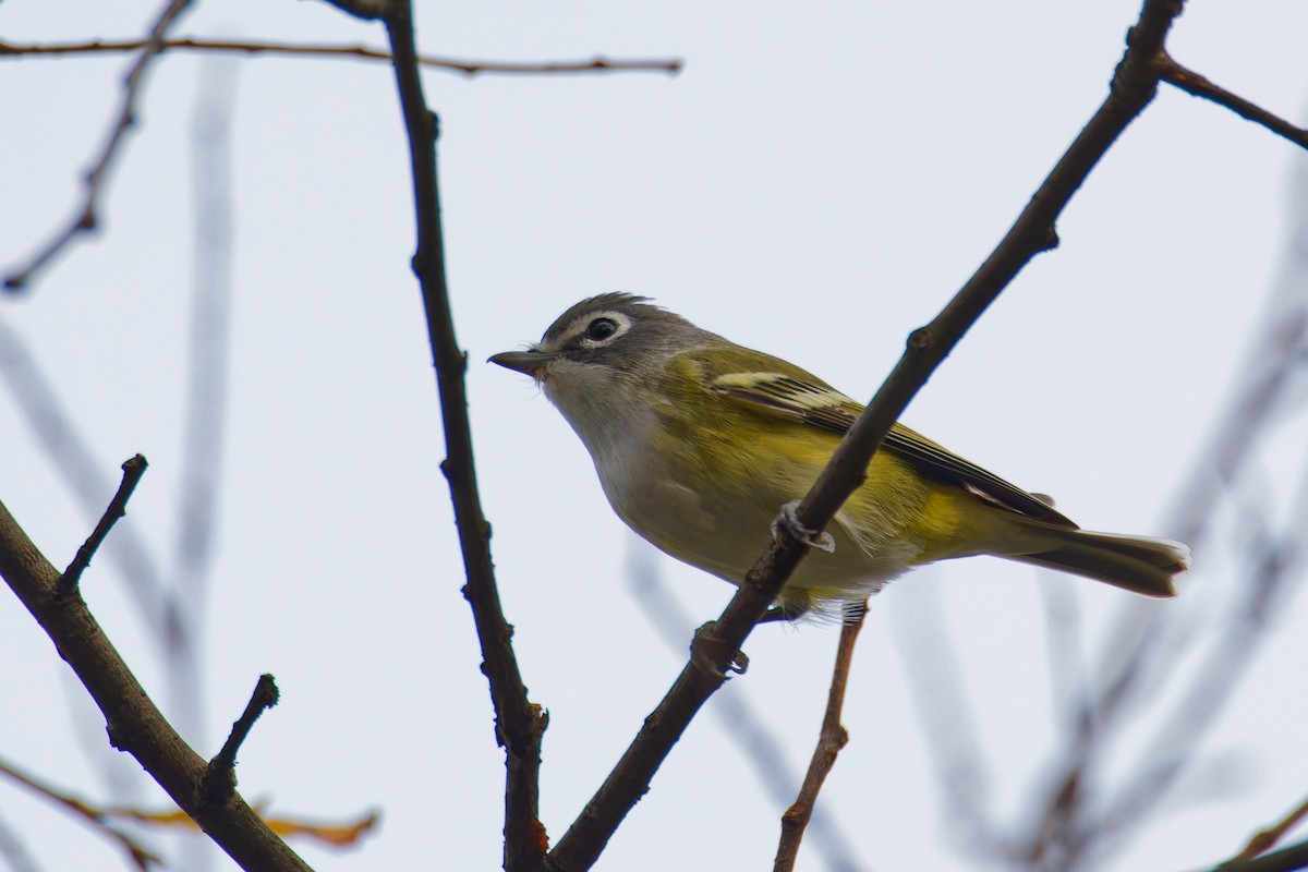 Blue-headed Vireo - ML610268758