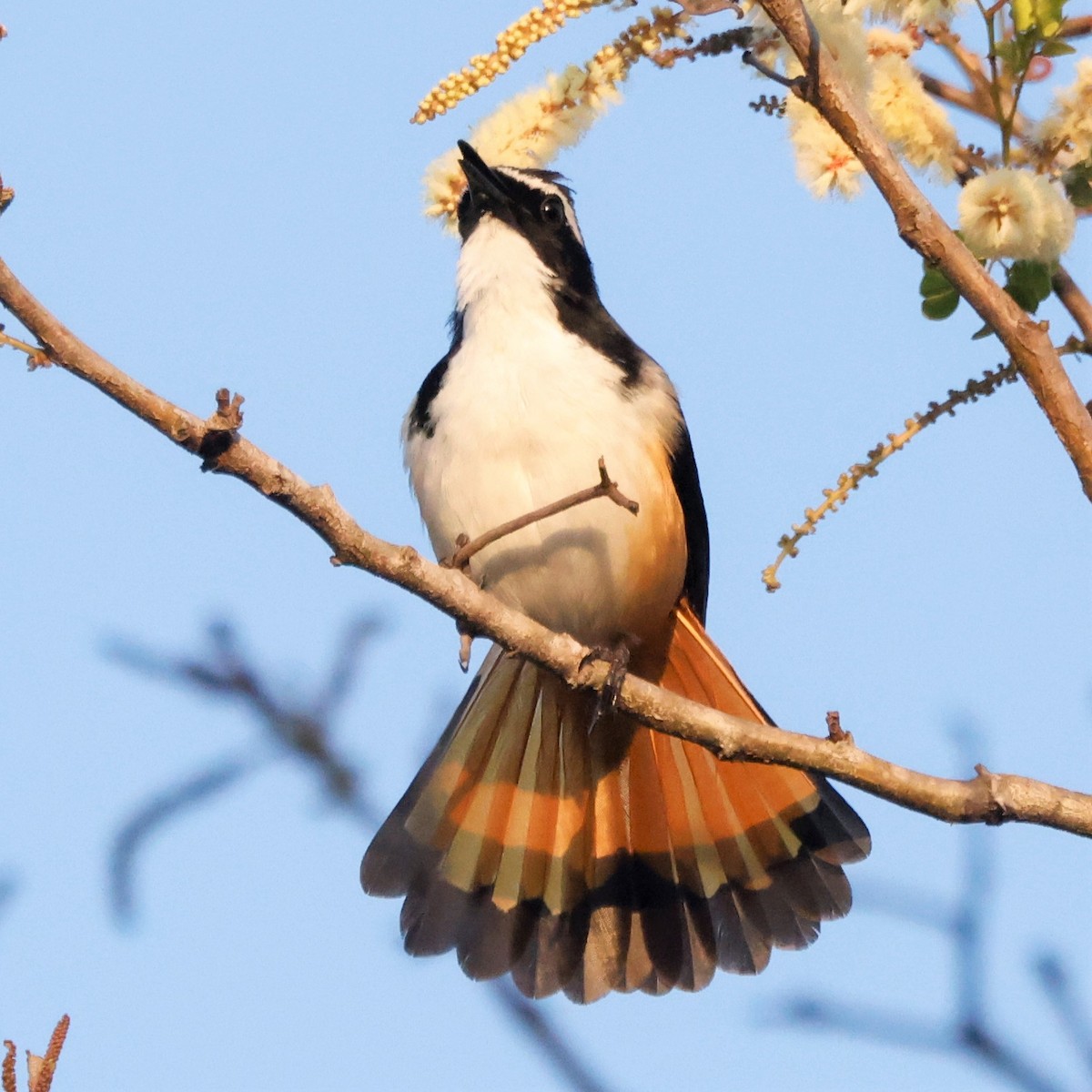 White-throated Robin-Chat - John Mills