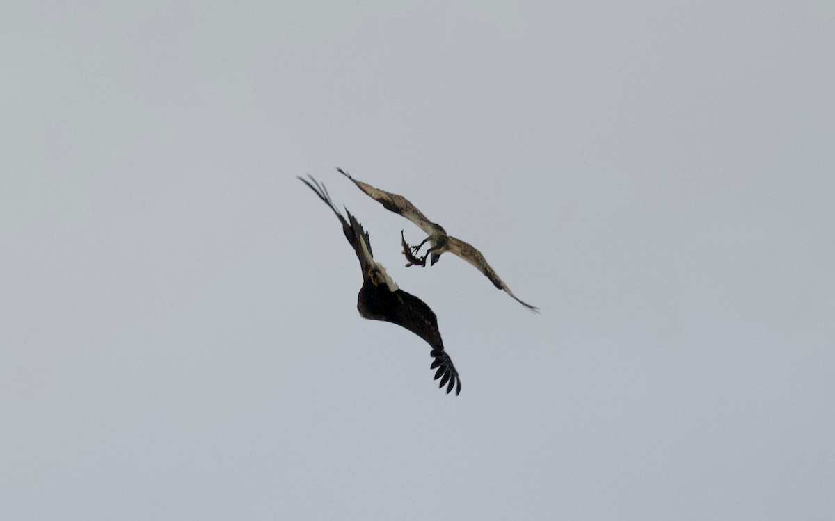 Osprey - Andy McGeoch 🦆