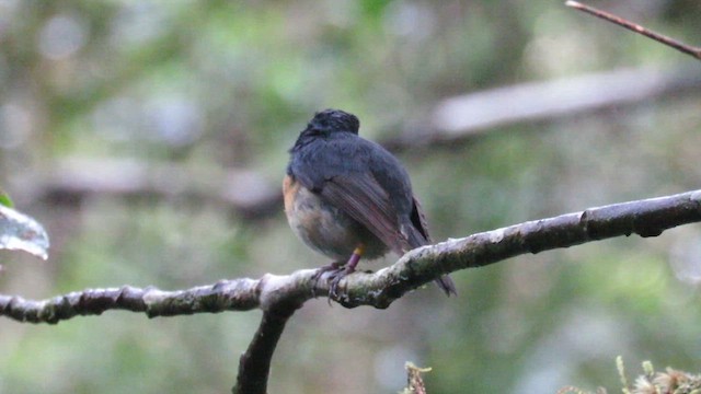 Snowy-browed Flycatcher - ML610268929