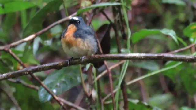 Snowy-browed Flycatcher - ML610268998