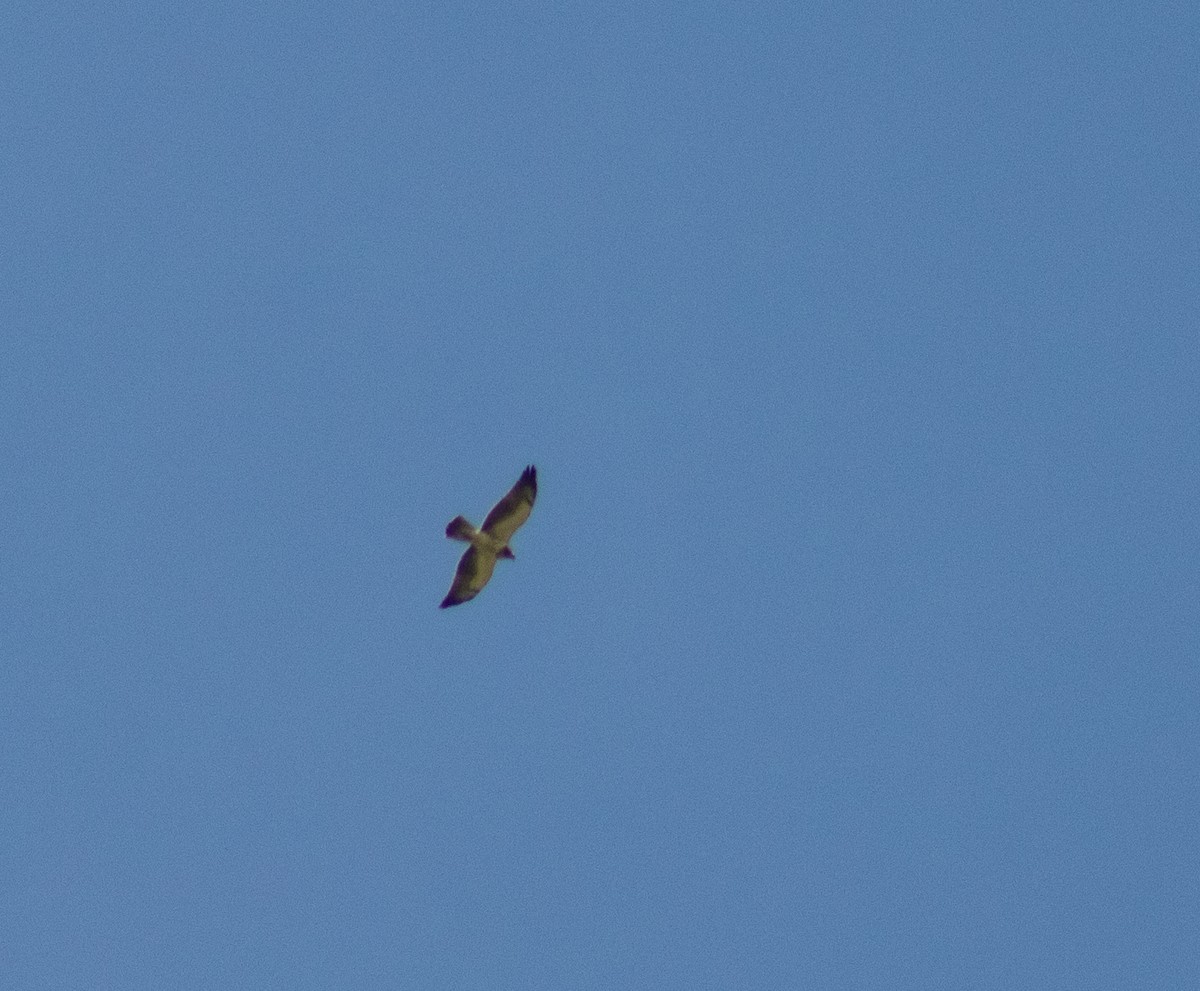 Swainson's Hawk - Adalberto Gonzalez