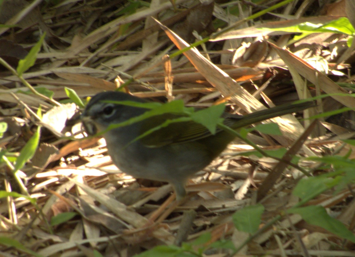 White-browed Warbler - ML610269020