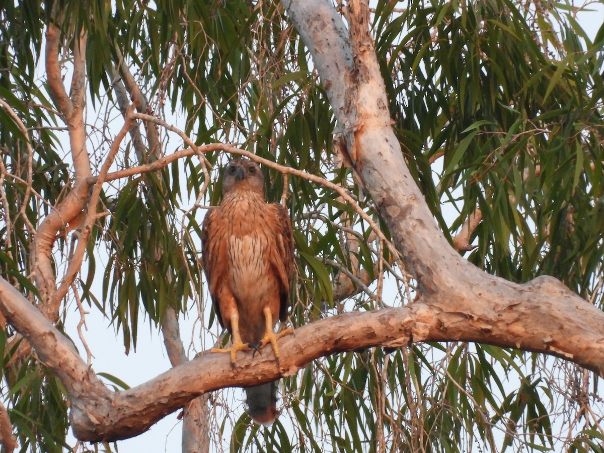 Red Goshawk - Simon Ferguson