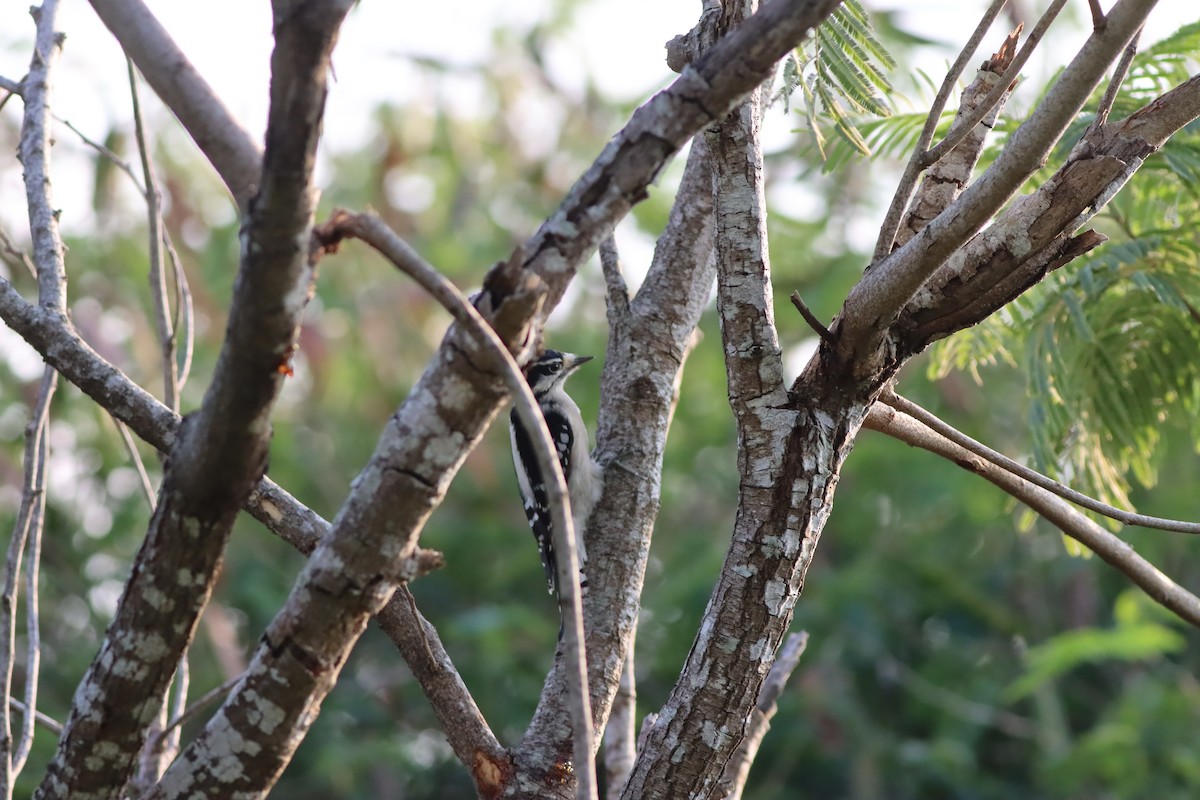 Downy Woodpecker - ML610269168