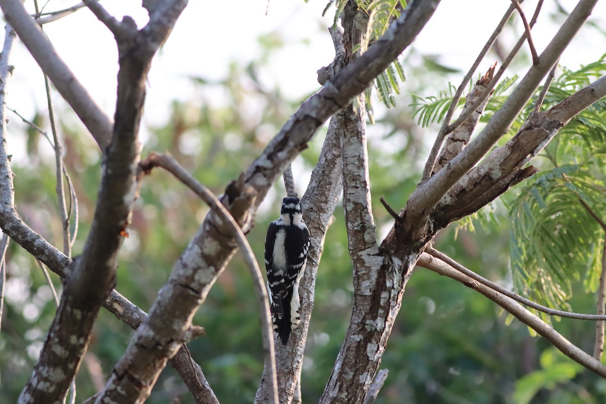 Downy Woodpecker - ML610269169
