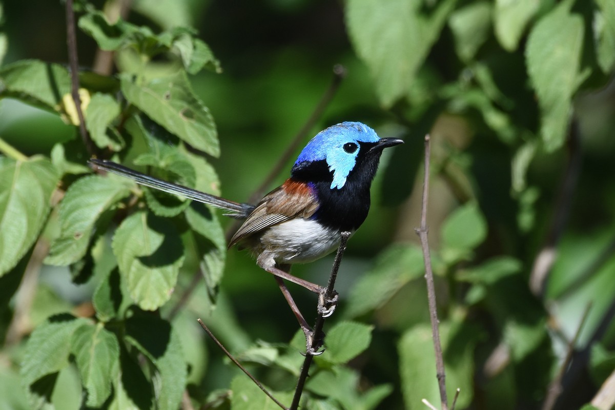 Variegated Fairywren - ML610269352