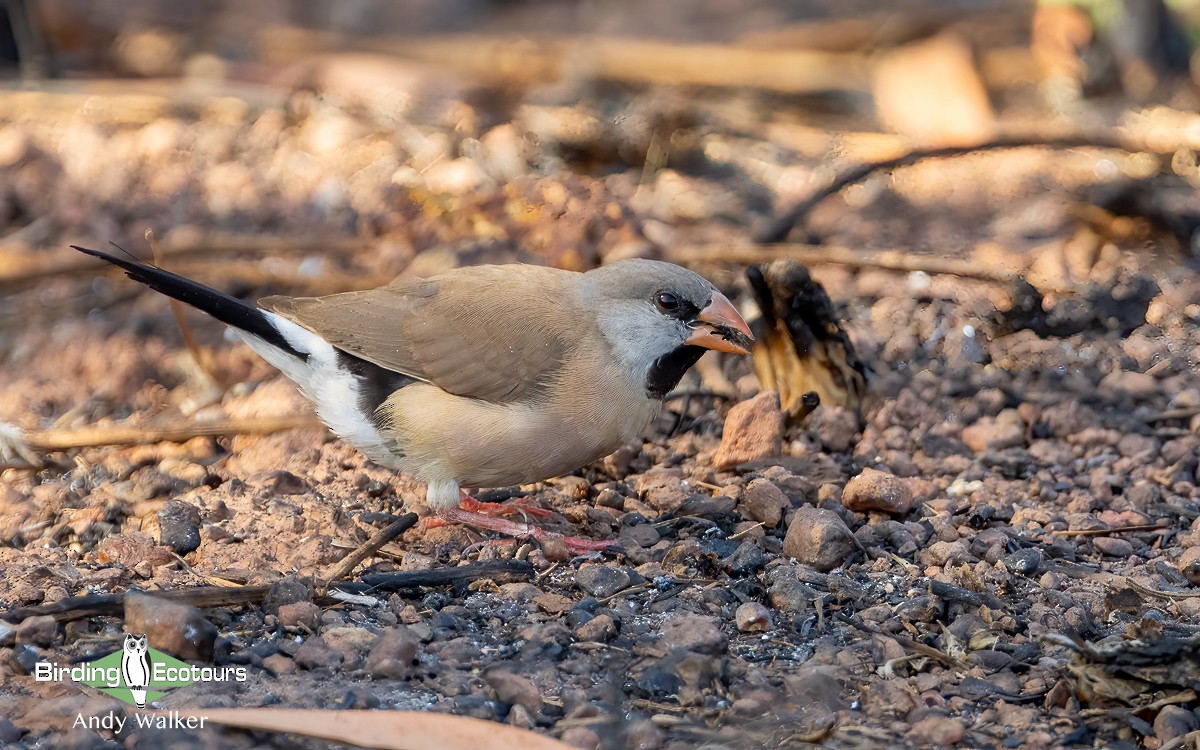 Long-tailed Finch - ML610269387
