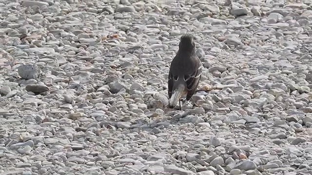 Sage Thrasher - ML610269422