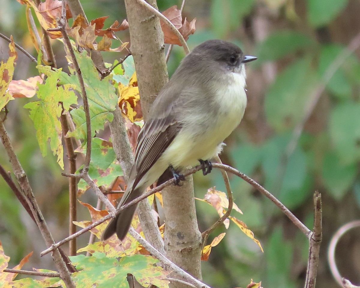Eastern Phoebe - ML610269454