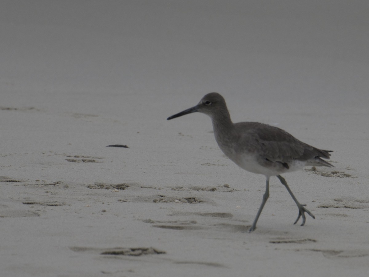 Willet - ML610269455