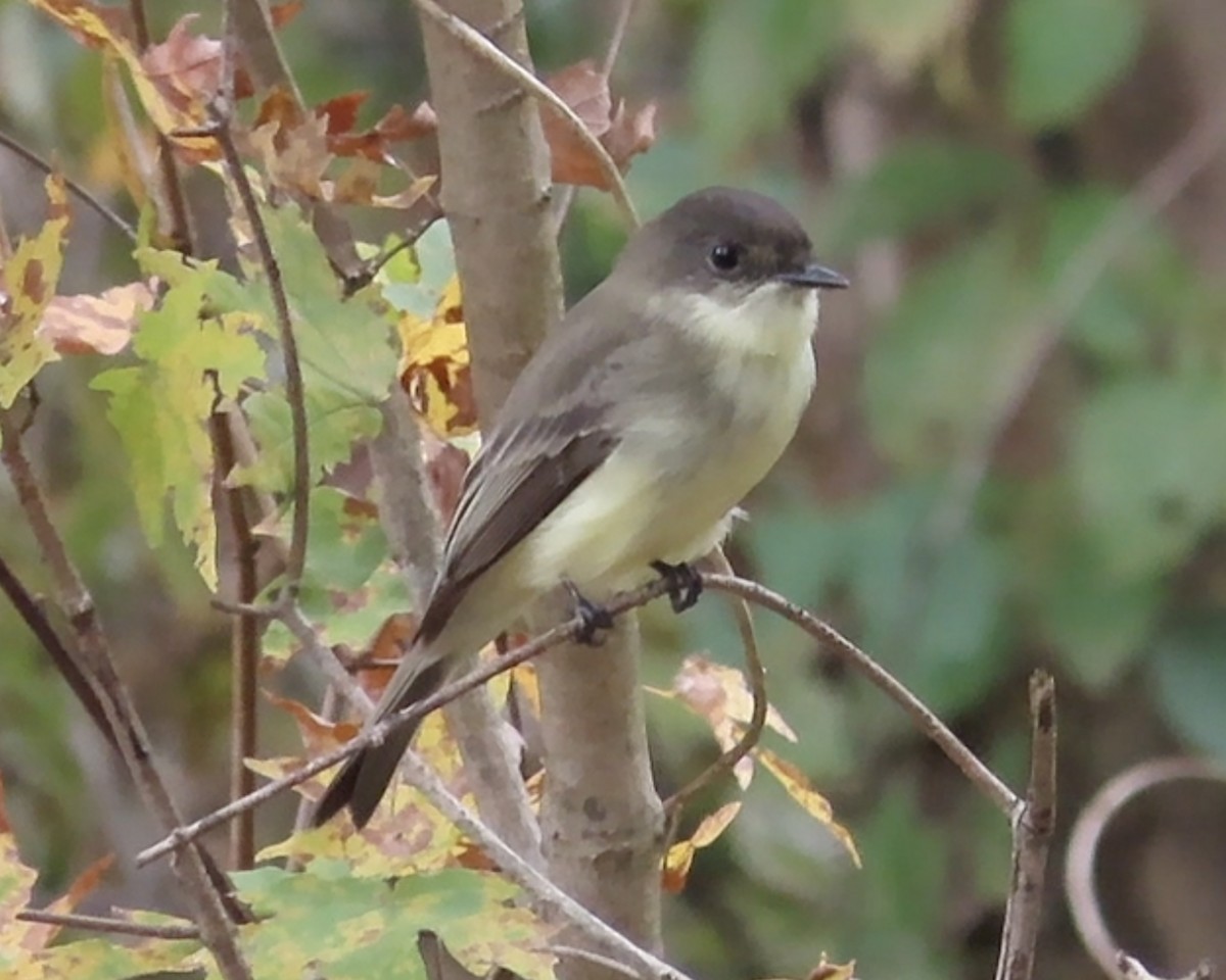 Eastern Phoebe - ML610269462