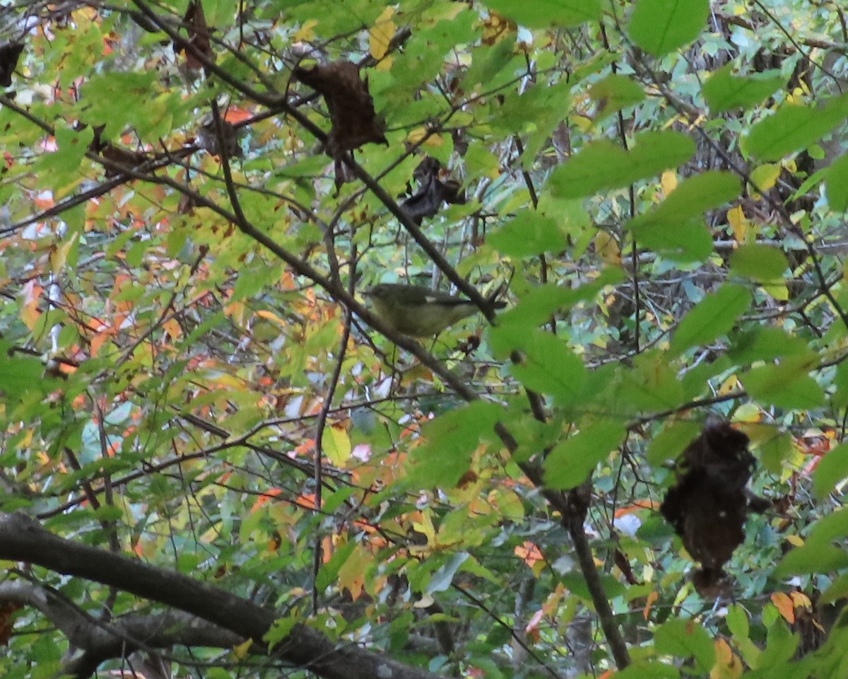 Black-throated Blue Warbler - ML610269489