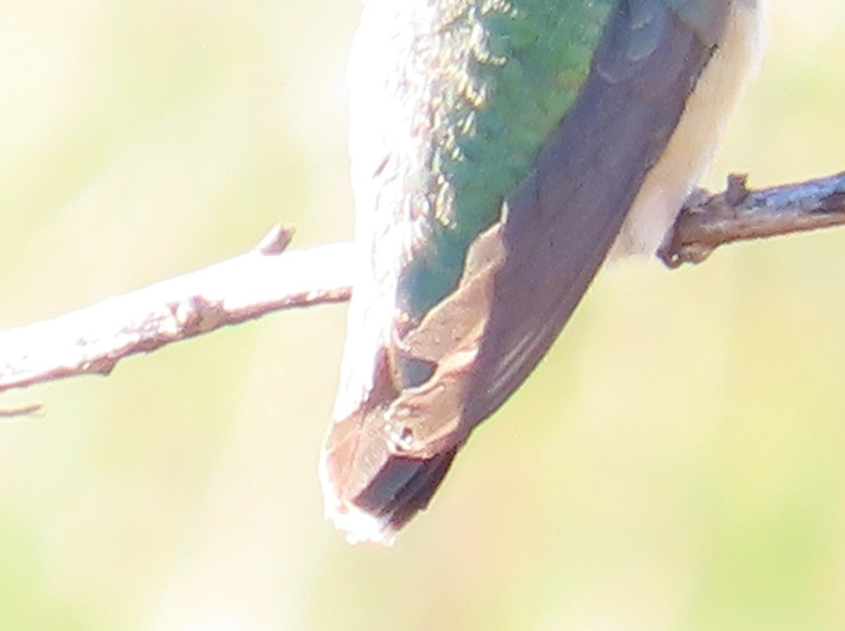 Broad-tailed Hummingbird - Ed Dunn