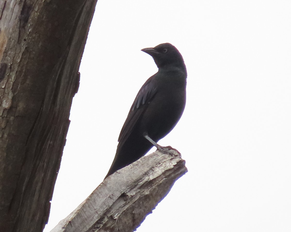 Common Grackle - ML610269510